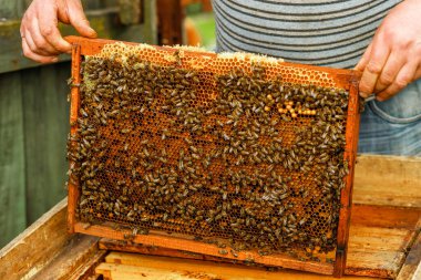Arı yetiştiricisinin elinde arı kovanının yanında bal tarağı vardır. Kovanları kontrol eder. Arıcılık. Arı yetiştiricisi arı kovanlarını arılarla kontrol eder, çerçevelerle ilgilenir.