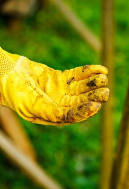 Sarı koruyucu eldivenli bir arıcı kolunda bir arı gösteriyor, apikultür konsepti, apikultür konsepti.