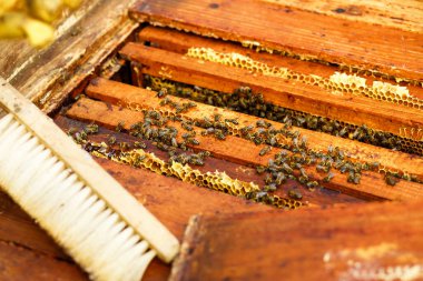 Fotoğrafta bal dolu bir arı kovanından arı kovanı, bal peteği görünüyor. Balmumundan oluşan bal peteği makro fotoğrafçılığı. Arı kovanından sarı tatlı ballar..