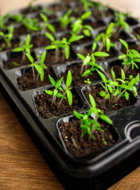 Genç yeşil domates tohumu filizleniyor, yakın plan, plastik hücrelerde bitkiler, organik bahçe işleri.