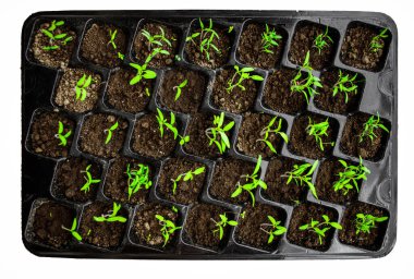 Plastik hücrelerde genç bitkiler. Organik bahçıvanlık. Tohum kabında yeşil domates filizlenmesi.