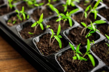 Genç yeşil domates tohumu filizleniyor, yakın plan, plastik hücrelerde bitkiler, organik bahçe işleri.