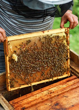 Arı yetiştiricisinin elinde arı kovanının yanında bal tarağı vardır. Kovanları kontrol eder. Arıcılık. Arı yetiştiricisi arı kovanlarını arılarla kontrol eder, çerçevelerle ilgilenir.