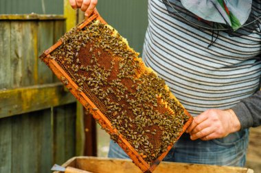 Bir arı yetiştiricisi arı bahçesindeki arı kovanlarını tek tek ayırıp dikkatlice inceleyerek kontrol eder.,
