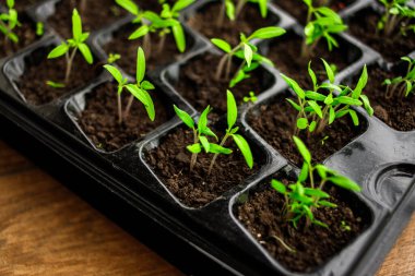 Genç yeşil domates tohumu filizleniyor, yakın çekim.