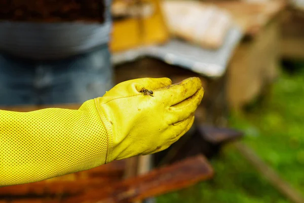 Пчеловод Жёлтых Защитных Перчатках Показывает Пчелу Руке Концепцию Пчеловодства — стоковое фото
