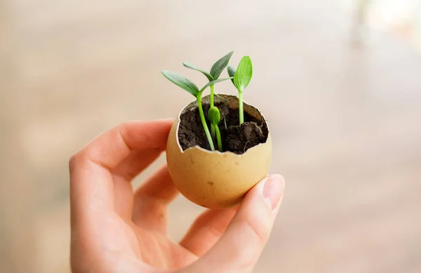 Photo Blossoming Cucumber Seedling Small Sprouts Egg Shell Soil Seedling — Stock Photo, Image