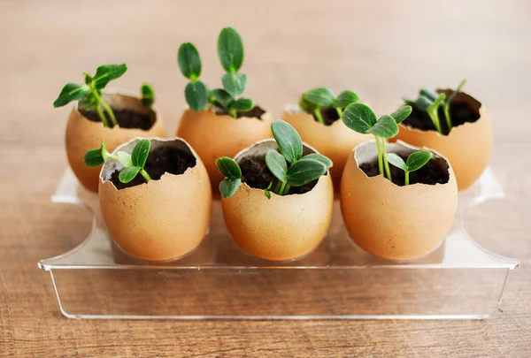 Çiçek açan bir salatalık tohumu fotoğrafı yumurta kabuğunda toprakla birlikte küçük filizler. Tohum filizlenmesi. Seçici yumuşak odak.