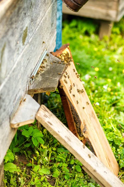 Abejas Volando Con Néctar Colmena Amarilla Vista Cerca Con Fondo — Foto de Stock