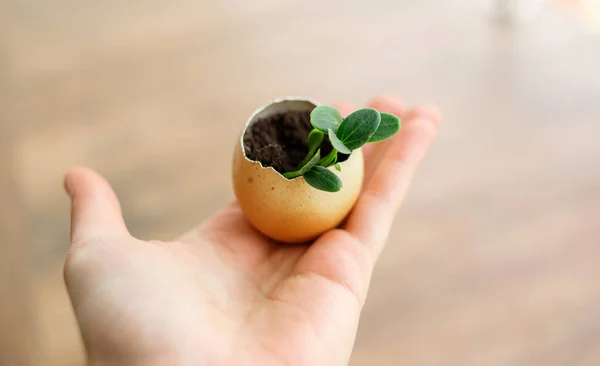 Photo Blossoming Cucumber Seedling Small Sprouts Egg Shell Soil Seed — Stock Photo, Image
