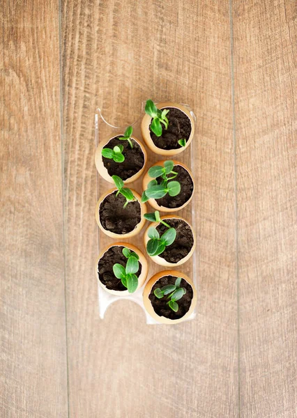 Photo Blossoming Cucumber Seedling Small Sprouts Egg Shell Soil Seed — Stock Photo, Image