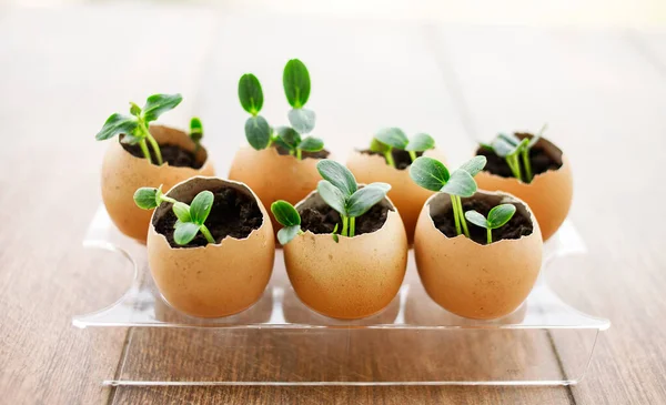 Çiçek açan bir salatalık tohumu fotoğrafı yumurta kabuğunda toprakla birlikte küçük filizler. Tohum filizlenmesi. Seçici yumuşak odak.