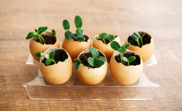 Cucumber Seedlings Planted Egg Shell Seed Germination Selective Soft Focus — Stock Photo, Image