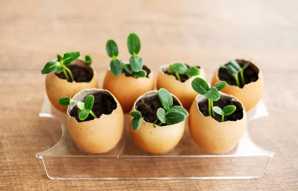 Cucumber Seedlings Planted Egg Shell Seed Germination Selective Soft Focus — Stock Photo, Image