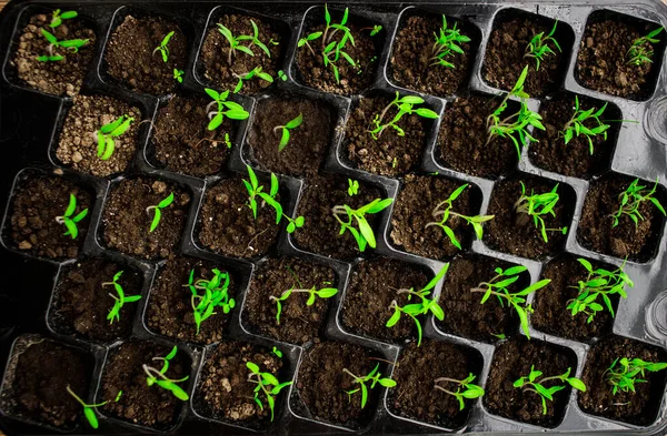 Genç yeşil domates tohumu filizleniyor, yakın plan, plastik hücrelerde bitkiler, organik bahçe işleri.