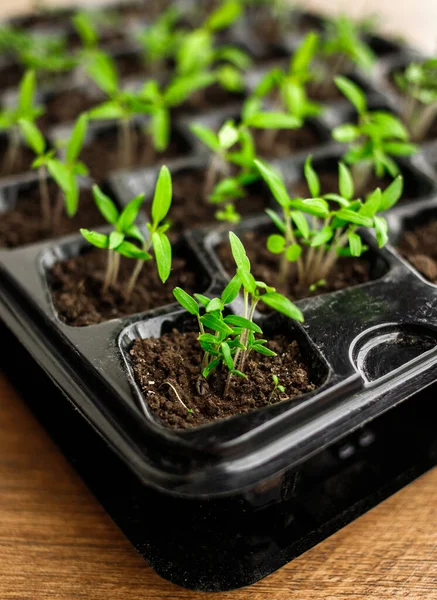 Young Plants Plastic Cells Organic Gardening Green Tomato Seedling Seedling — Stock Photo, Image