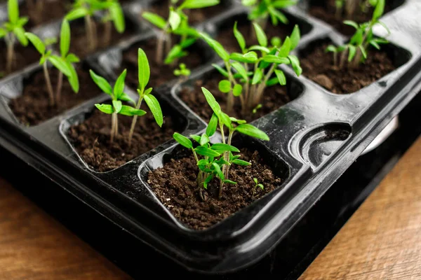 Young Green Tomato Seedling Seedling Tray Close Plants Plastic Cells — Stock Photo, Image