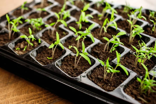 Young Green Tomato Seedling Seedling Tray Close — Stock Photo, Image
