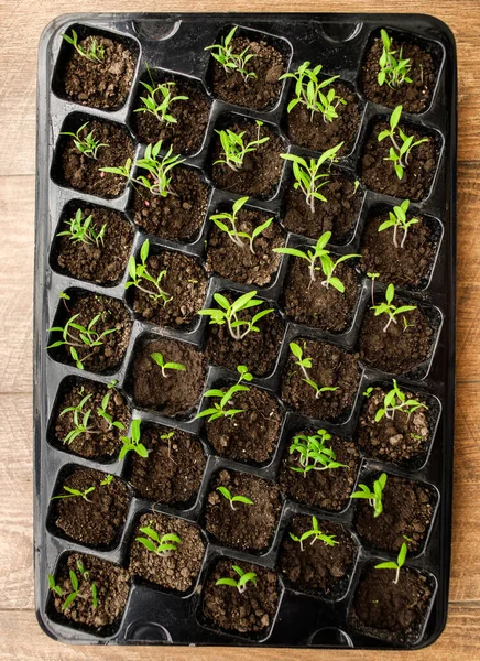 Young Green Tomato Seedling Seedling Tray Close Plants Plastic Cells — Stock Photo, Image