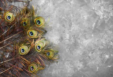 Gri arka planda tavus kuşu tüyleri