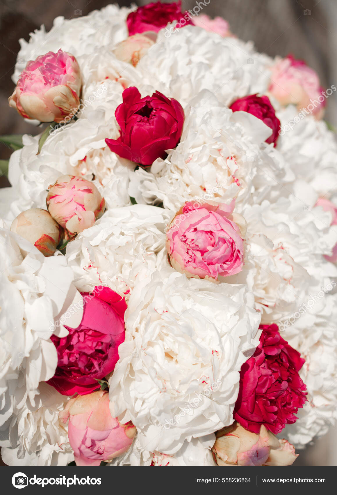 Increíble Mezcla Peonías Rosadas Blancas Ramo Flores Frescas: fotografía de  stock © .com #558236864 | Depositphotos