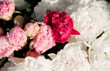 Pembe ve beyaz şakayıkların karışımı. Bir buket taze çiçek.