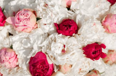 Pembe ve beyaz şakayıkların karışımı. Bir buket taze çiçek.