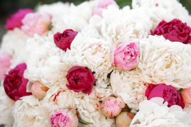 Pembe ve beyaz şakayıkların karışımı. Bir buket taze çiçek.