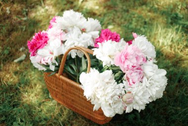 Yeşil çimenlikte beyaz ve pembe şakayıklar. Arka planda bulanıklık, kısmi keskinlik, yaz konsepti.