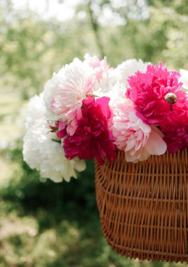 Yeşil çimenlikte beyaz ve pembe şakayıklar. Arka planda bulanıklık, kısmi keskinlik, yaz konsepti.