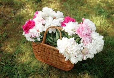 Yeşil çimenlikte beyaz ve pembe şakayıklar. Arka planda bulanıklık, kısmi keskinlik, yaz konsepti.