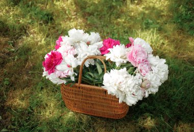 Yeşil çimenlikte beyaz ve pembe şakayıklar. Arka planda bulanıklık, kısmi keskinlik, yaz konsepti.