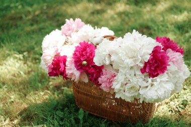 Yeşil çimenlikte beyaz ve pembe şakayıklar. Arka planda bulanıklık, kısmi keskinlik, yaz konsepti.