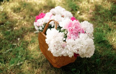 Yeşil çimenlikte beyaz ve pembe şakayıklar. Arka planda bulanıklık, kısmi keskinlik, yaz konsepti.