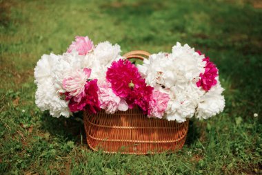 Yeşil çimenlikte beyaz ve pembe şakayıklar. Arka planda bulanıklık, kısmi keskinlik, yaz konsepti.