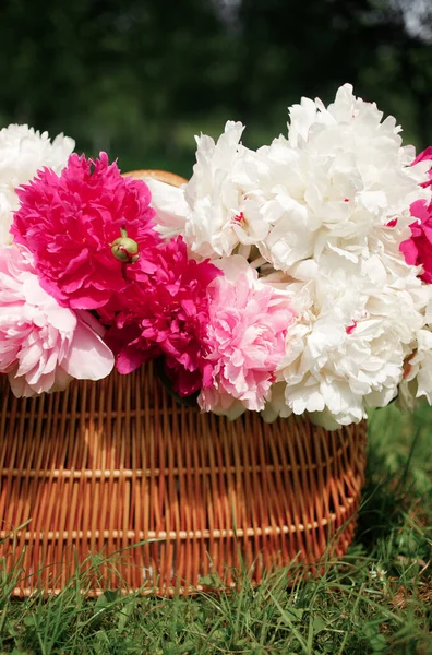 Yeşil çimenlikte beyaz ve pembe şakayıklar. Arka planda bulanıklık, kısmi keskinlik, yaz konsepti.