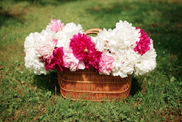 Yeşil çimenlikte beyaz ve pembe şakayıklar. Arka planda bulanıklık, kısmi keskinlik, yaz konsepti.