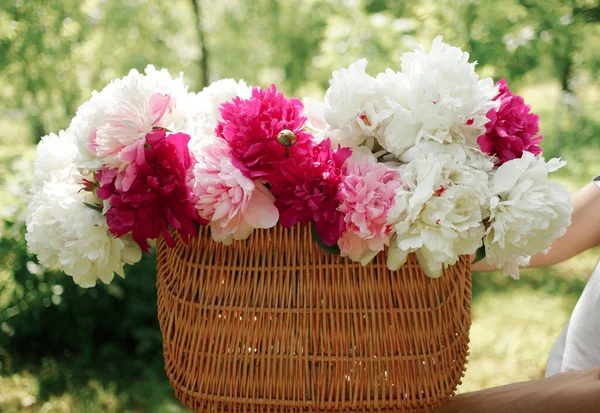 White Pink Peonies Basket Green Lawn Close Blurred Background Partial — Stock Photo, Image