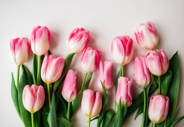 Taze bahar Pembe Lale. Beyaz arka plan üzerinde izole çiçek buketi