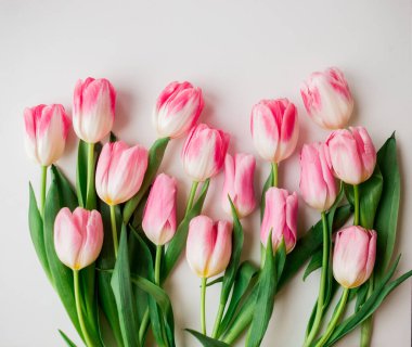 Beyaz arka plan üzerinde pembe taze Lale çiçek