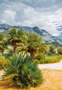 Karadağ 'ın Sveti Stefan adası yakınlarındaki palmiye ağaçları