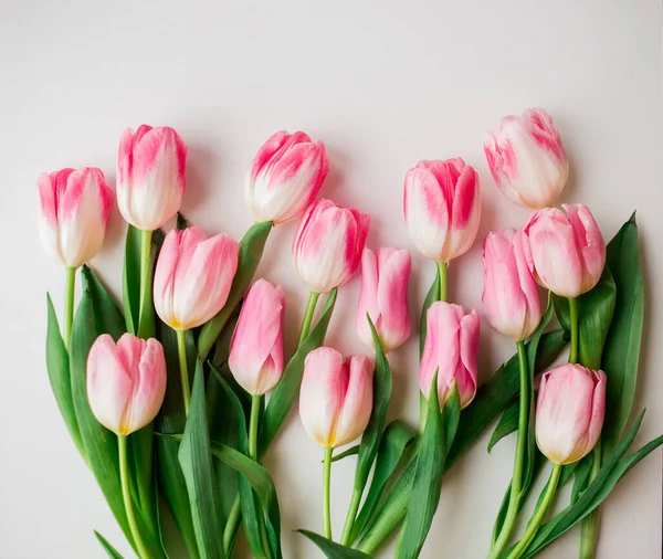 Beyaz arka plan üzerinde pembe taze Lale çiçek