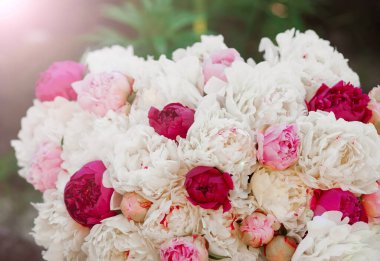 Yaz bahçesinde güzel pembe şakayık çiçekleri