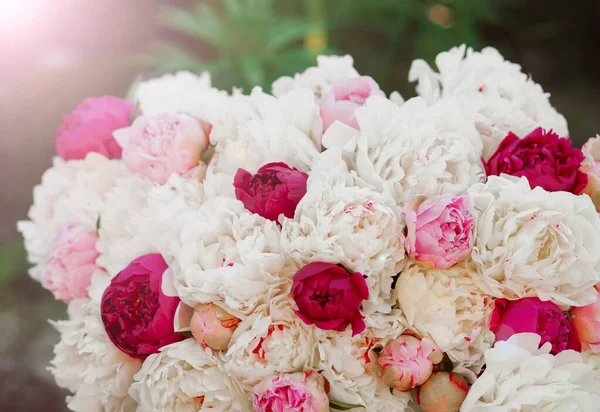 Vackra Rosa Pion Blommor Sommarträdgården — Stockfoto