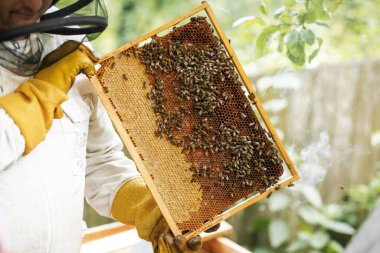 Arılar bal peteğinde. Arılı bal hücresi. Apiculture. Apiary. Tahta arı kovanı ve arılar. Arı kovanında bal arıları, kovan çerçeveleri, üst manzara. Yumuşak odak