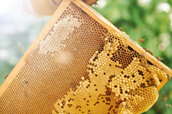 Bees on the honeycomb. Honey cell with bees. Apiculture. Apiary. Wooden beehive and bees. beehive with honey bees, frames of the hive, top view. Soft focus