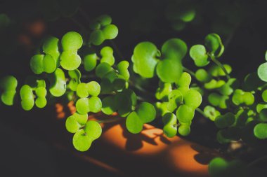 Parlak yeşillik pınarları tencerede, taze marul fideleri güneşte yanıyor.