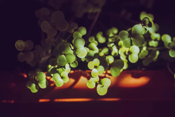 항아리에 초록빛 양상추 묘목들 이햇빛을 — 스톡 사진