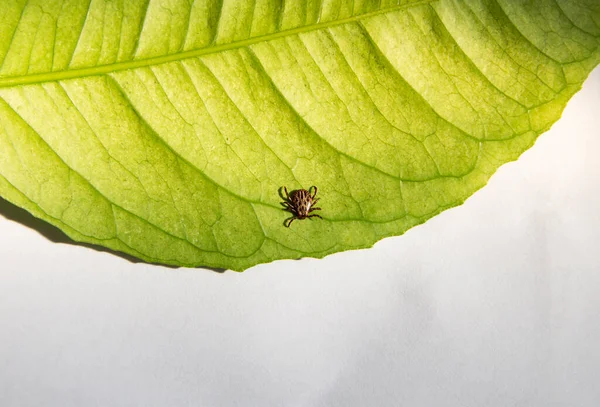 Infected dangerous biting Tick on a green leaf. Carrier of infections and viruses. Ixodus ricinus. Parasitic mite.