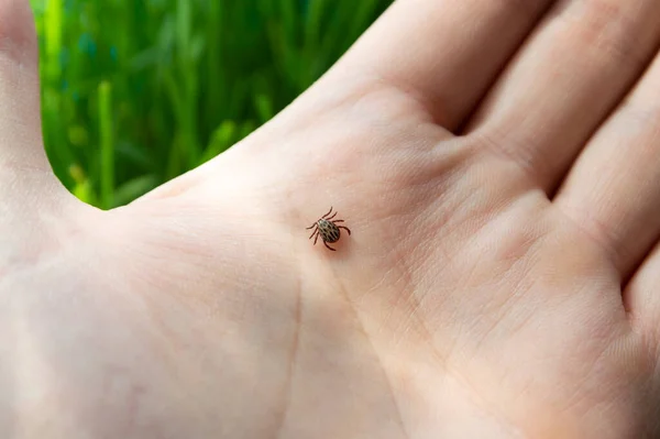 Dangerous biting Tick on a human hand is a carrier of infections and viruses. Parasitic mite.
